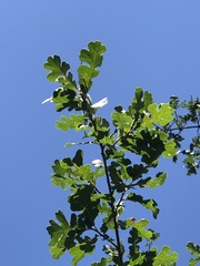Quercus lobata