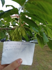 Fraxinus pennsylvanica