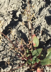 Chylismia scapoidea