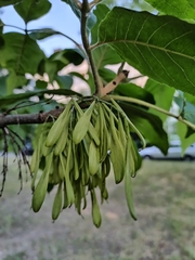 Fraxinus pennsylvanica