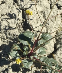 Chylismia scapoidea