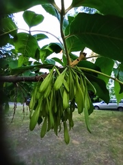Fraxinus pennsylvanica