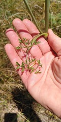 Peucedanum oreoselinum