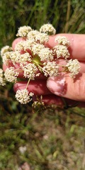 Peucedanum oreoselinum