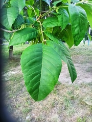 Fraxinus pennsylvanica