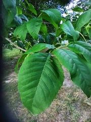 Fraxinus pennsylvanica