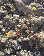 Chylismia scapoidea