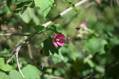 Phymosia rosea