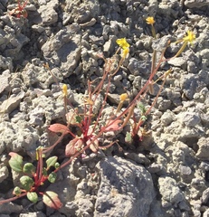 Chylismia scapoidea