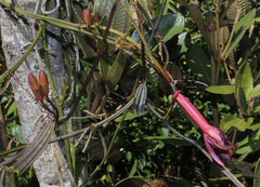 Passiflora hyacinthiflora