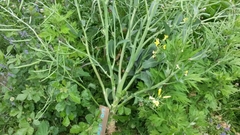 Brassica oleracea viridis