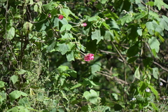 Phymosia rosea