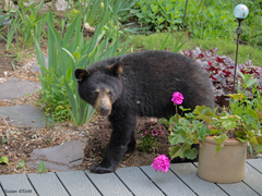 American Black Bear photo 3