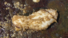 Eupentacta quinquesemita