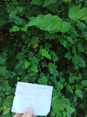 Physocarpus opulifolius