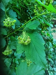 Physocarpus opulifolius