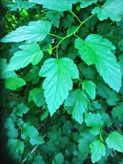 Physocarpus opulifolius