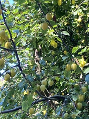 Prunus salicina
