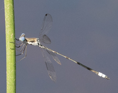 Lestes sigma