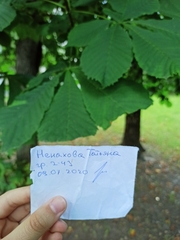 Aesculus hippocastanum