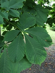 Aesculus hippocastanum