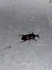 Orthognathus subparallelus