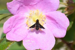 Hemipenthes morioides