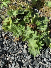 Alchemilla micans