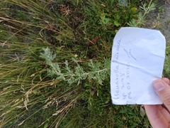 Artemisia absinthium