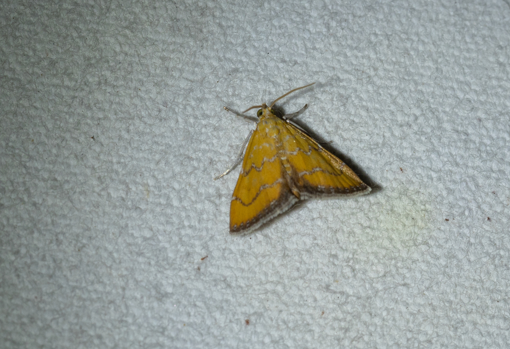 Xanthophysa psychicalis
