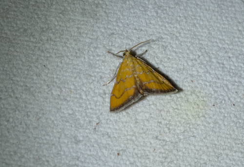 Xanthophysa psychicalis