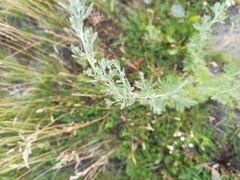 Artemisia absinthium
