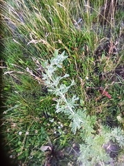 Artemisia absinthium