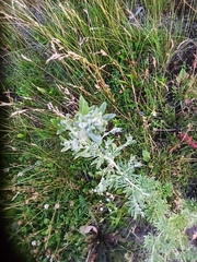 Artemisia absinthium
