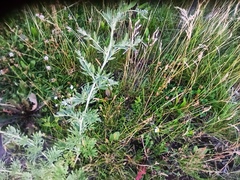 Artemisia absinthium