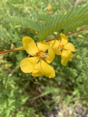 Chamaecrista fasciculata