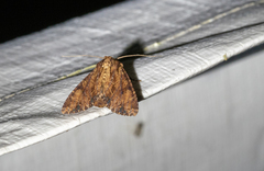 Apamea lignicolora