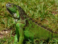 Iguana iguana