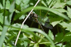 Cordulegaster obliqua