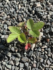 Fragaria moschata