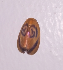 Trischalis subaurana