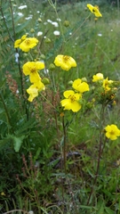 Potentilla gracilis