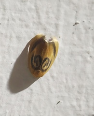 Trischalis subaurana