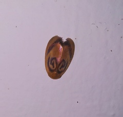 Trischalis subaurana