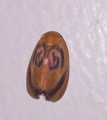 Trischalis subaurana