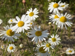 Tripleurospermum inodorum