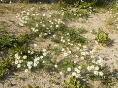 Tripleurospermum inodorum