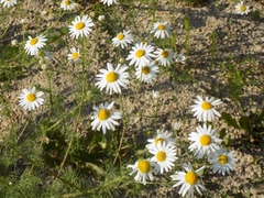 Tripleurospermum inodorum