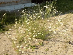 Tripleurospermum inodorum