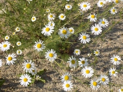 Tripleurospermum inodorum